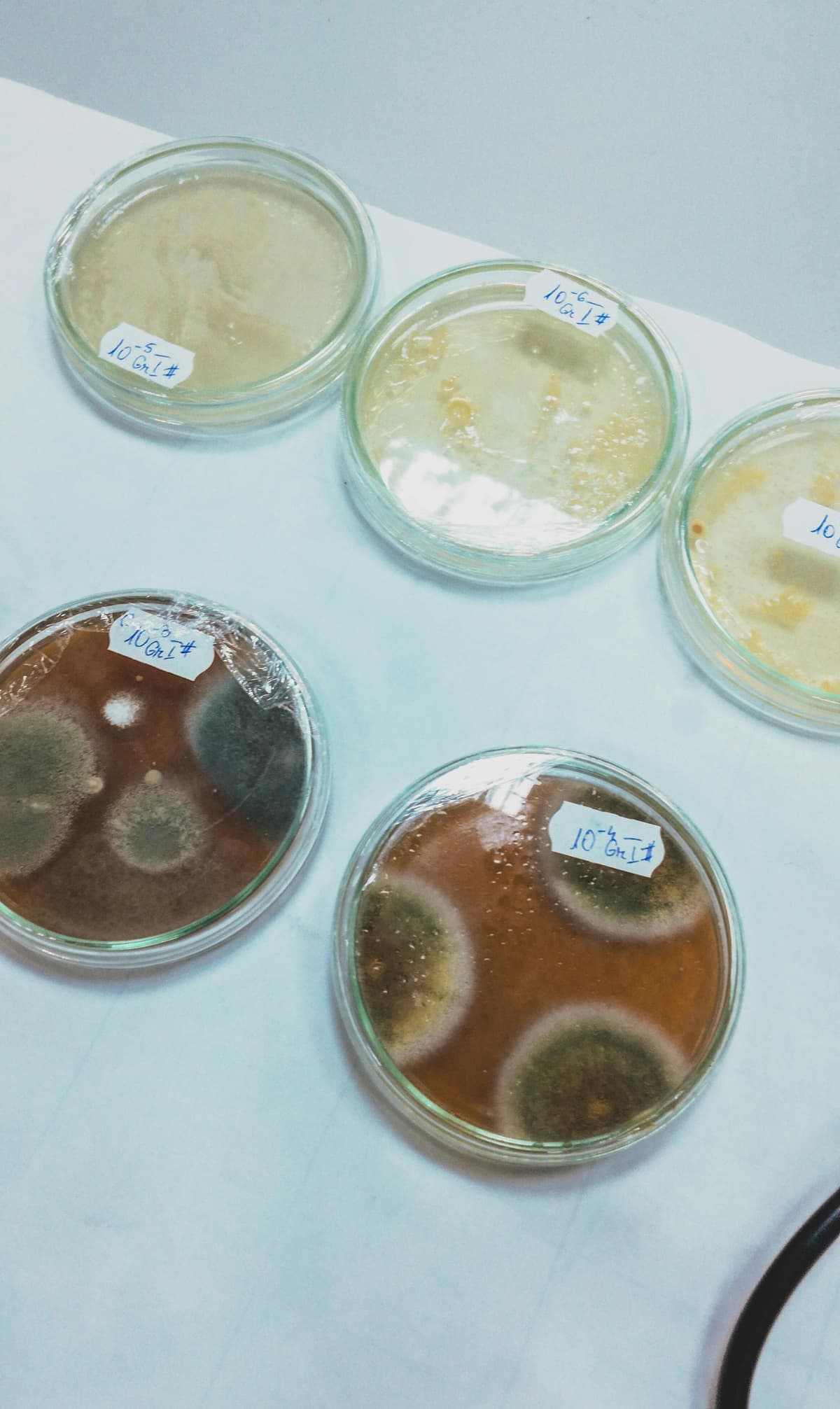 Laboratory petri dish with samples for analysis